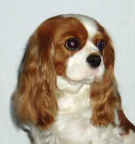 Sheeba Top Model | Cavalier King Charles Spaniel 