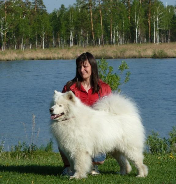 SNEZHNYI RIFEI GORDYI YAKUT | Samoyed 