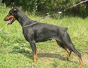 Paradiz Ronado Apolda Alvalenta | Black Doberman Pinscher