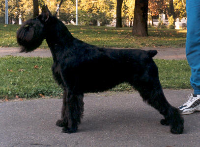 Gretty | Standard Schnauzer 