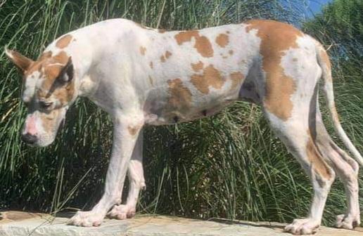 Savannah Q SOBOC Legacy Or Colors | Great Dane 