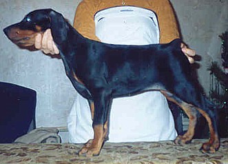 Paradiz Ronado Macedonia | Black Doberman Pinscher