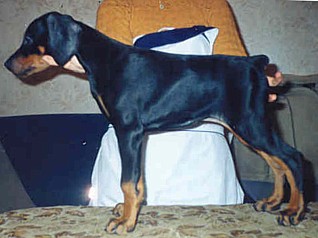 Paradiz Ronado Massandra | Black Doberman Pinscher