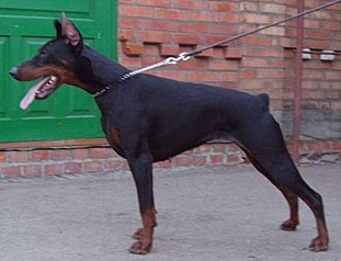 Paradiz Ronado Matriochka For Ardens | Black Doberman Pinscher