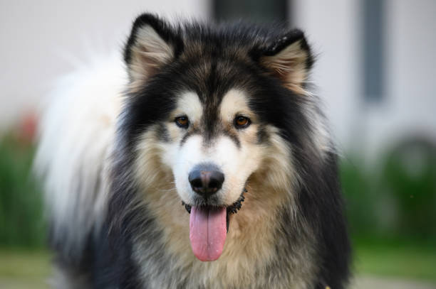 Alaskan Malamute