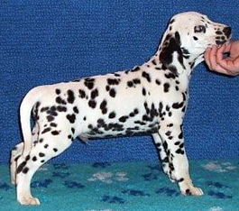 Toot's Golden Boy Of Erin | Dalmatian 