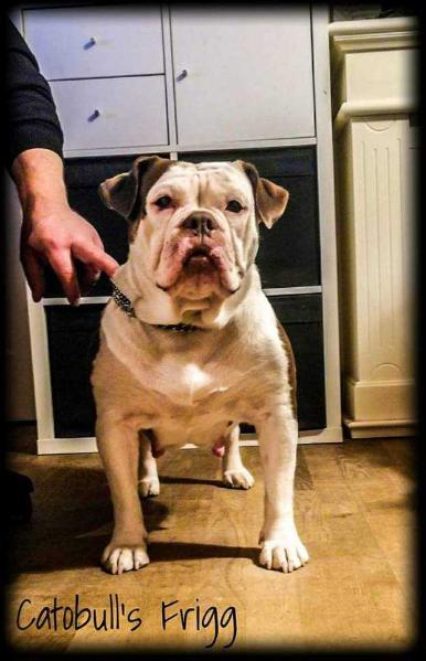 Catobulls Frigg | Olde English Bulldogge 