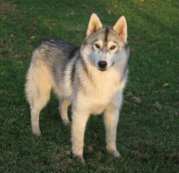 Jentol Tessas Western Warrior | Siberian Husky 