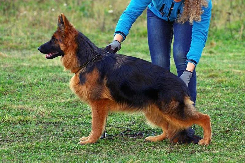 Baldrsens Milana | German Shepherd Dog 