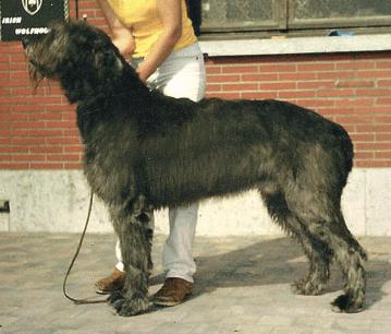 Deffie of Nutstown | Irish Wolfhound 