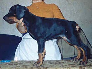 Paradiz Ronado Merlin | Black Doberman Pinscher