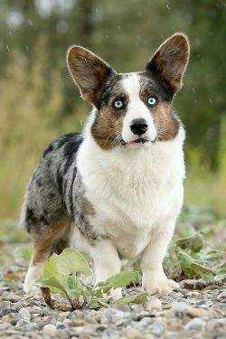 Joy Transfer Melwyn in Blue | Cardigan Welsh Corgi 