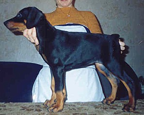 Paradiz Ronado Missury | Black Doberman Pinscher