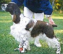 Brigadoon New Generation of York | English Springer Spaniel 