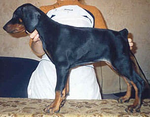 Paradiz Ronado Montana | Black Doberman Pinscher