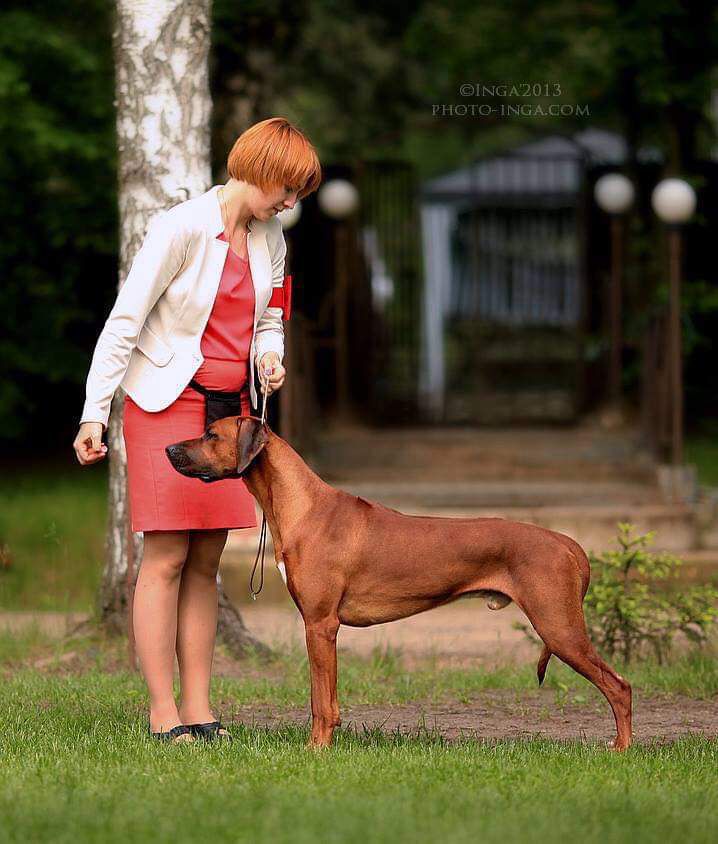 Ridge's Star Yason Hero Of Hellas | Rhodesian Ridgeback 