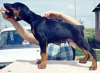 Paradiz Ronado Latin-Lover | Black Doberman Pinscher