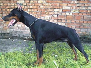 Paradiz Ronado Leonardo | Black Doberman Pinscher