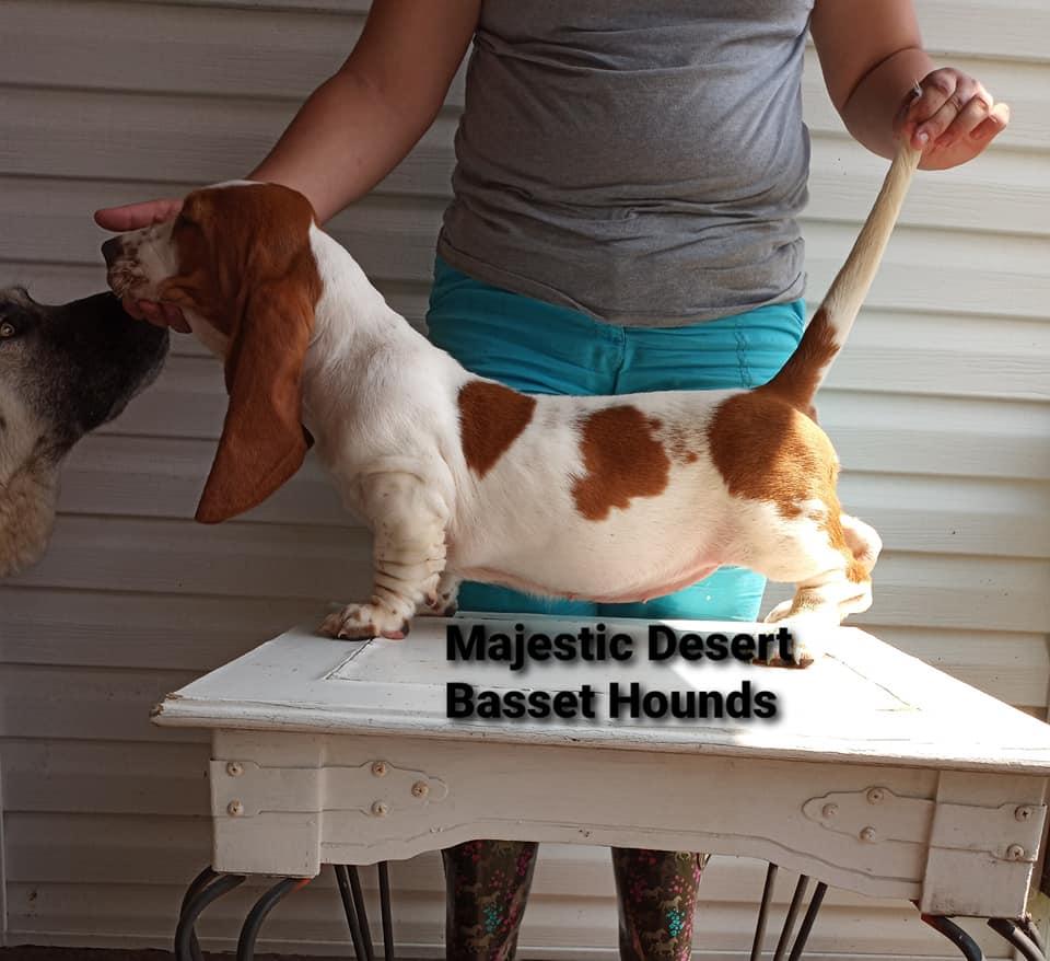 MAJESTIC DESERT'S ALABAMA FIREWATER | Basset Hound 