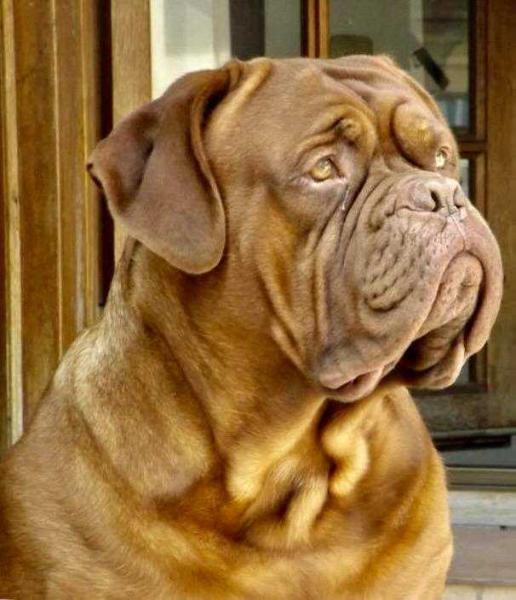 Cacucho de Rooi Leeu | Dogue de Bordeaux 