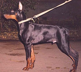 Paradiz Ronado Lion | Black Doberman Pinscher