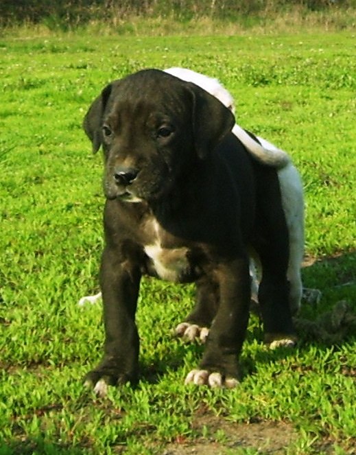 Grand Woyager (Hurkatöltési) | Great Dane 