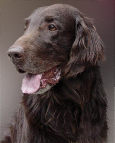 Belsud Brown Capers | Flat-Coated Retriever 