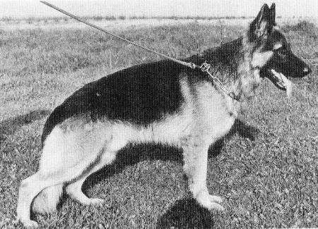 Argus von der Behlendorfer Schleuse | German Shepherd Dog 