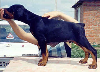Paradiz Ronado London | Black Doberman Pinscher