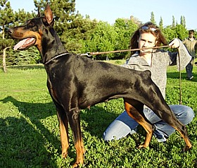 Paradiz Ronado Lolita | Black Doberman Pinscher