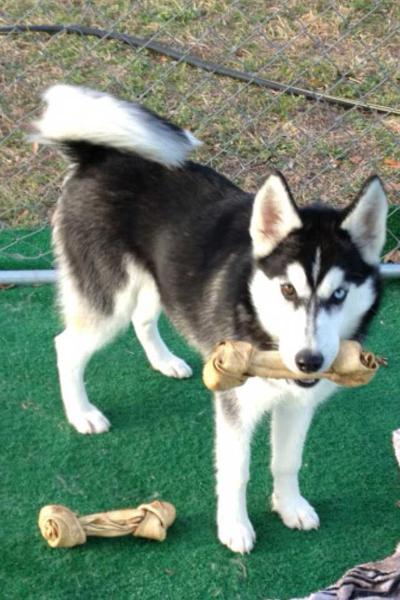 Big Elm's Maya | Siberian Husky 