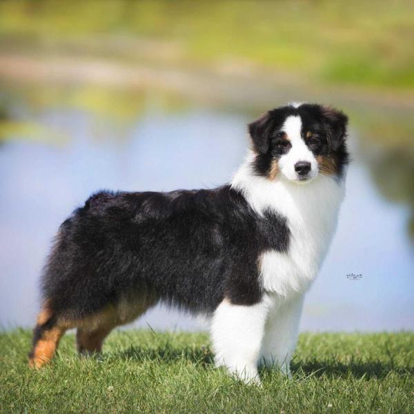 Bayberry's Afterglow | Australian Shepherd 