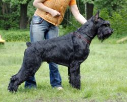 Star Dream Naslednik Prestola | Giant Schnauzer 