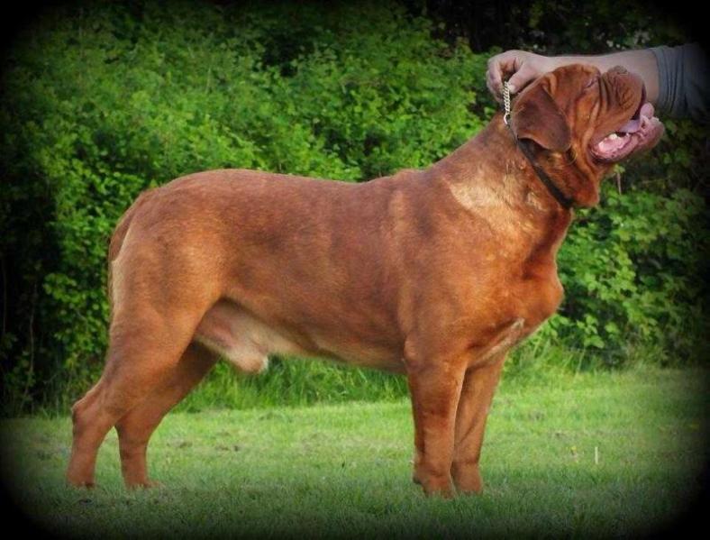 Dromorez Drug Dealer | Dogue de Bordeaux 