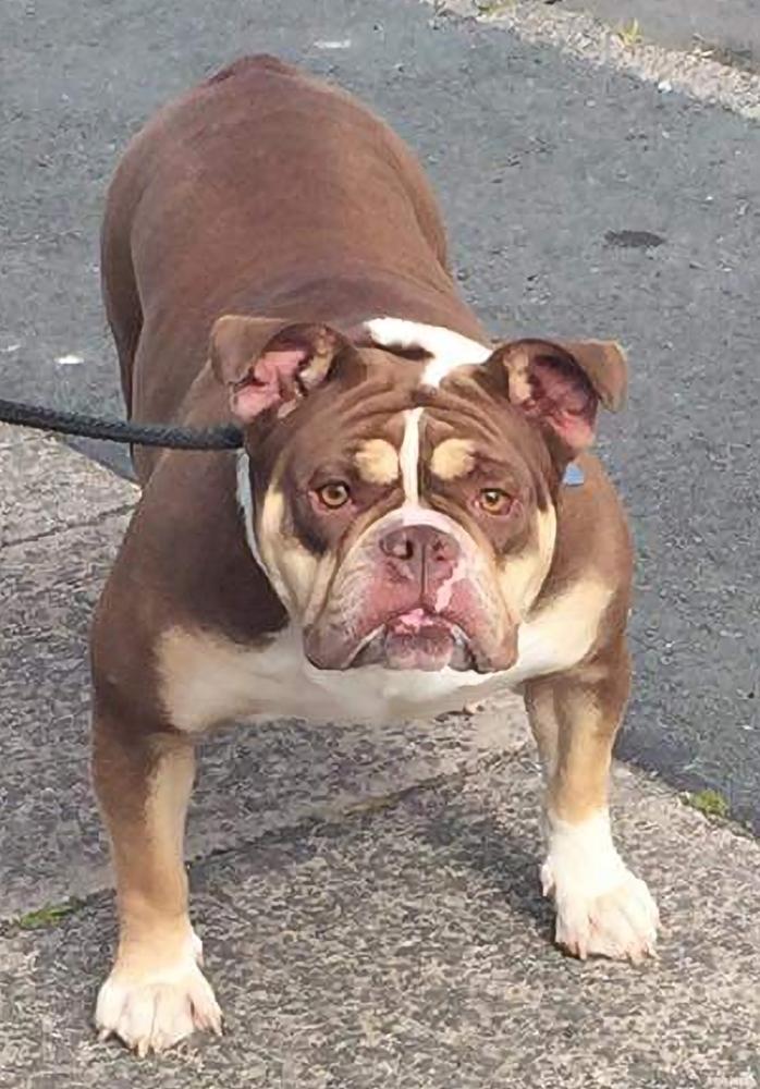 Yorkshire Bullyz Coco | Olde English Bulldogge 