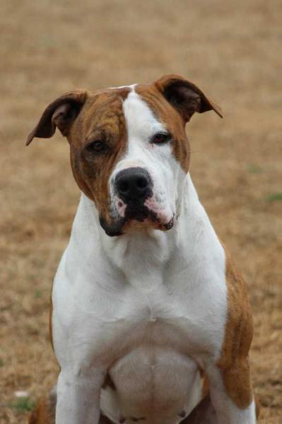 Wesson's Burnt Orange Bentley | American Bulldog 
