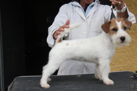 Jack Mariah Di San Gimignano | Jack Russell Terrier 