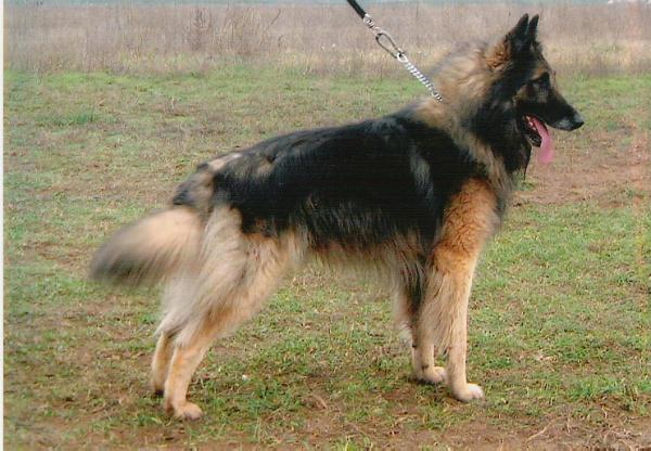 Lively Star Of The Blue Angel | Belgian Tervuren 