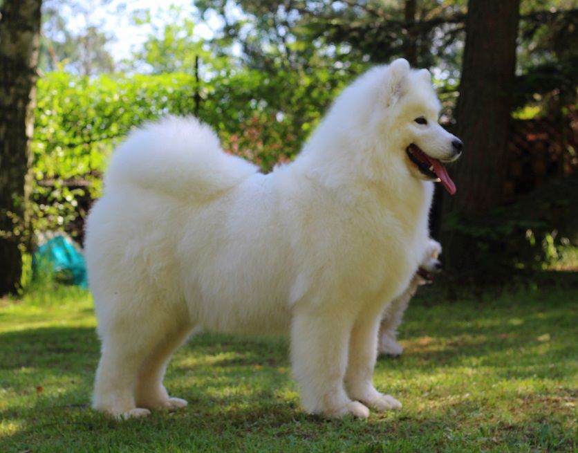 Smiling Miracle JUST LIKE HEAVEN | Samoyed 