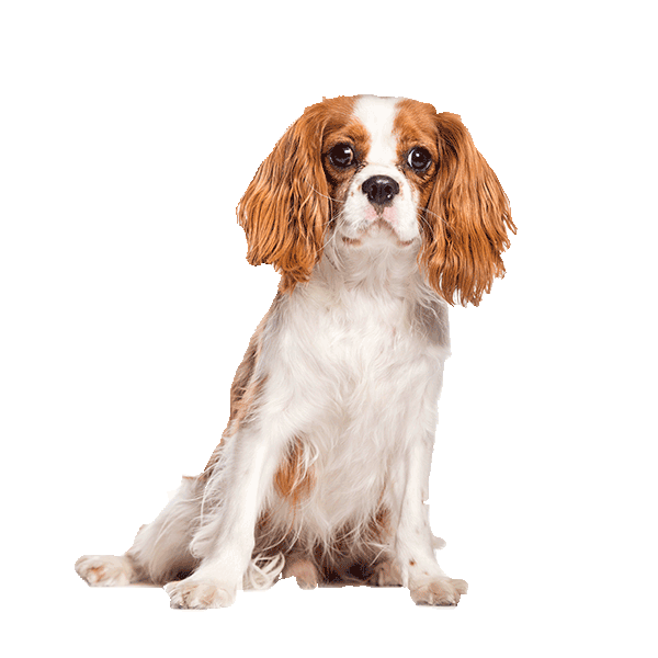 Cavalier King Charles Spaniel