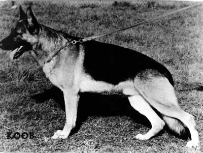 Greif vom Haus Gero | German Shepherd Dog 