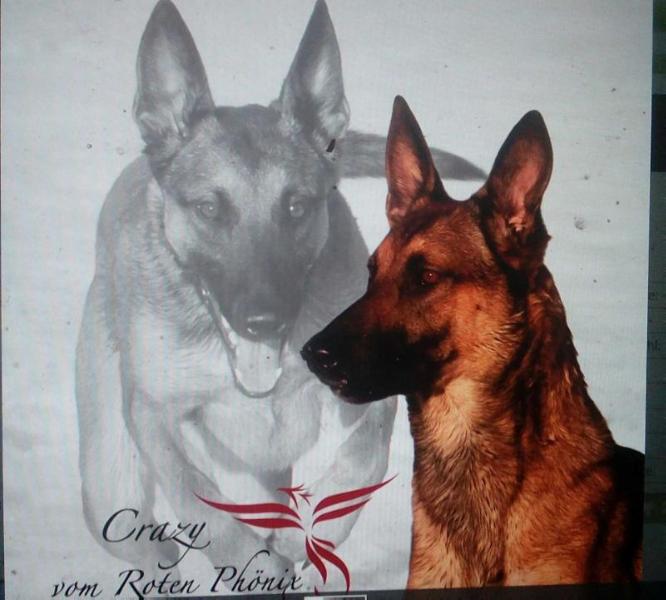 Crazy vom roten Phönix | Belgian Malinois 