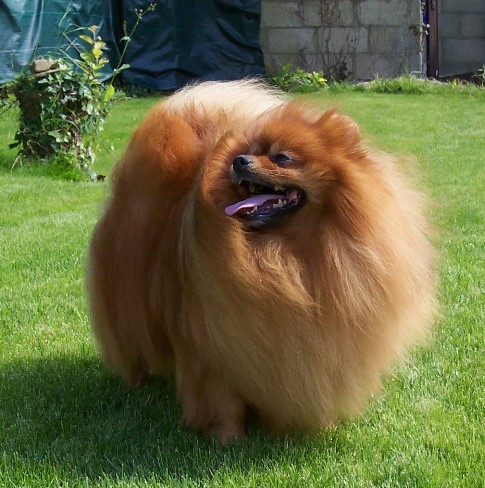 Safran des Diablotins des Isles | German Spitz 