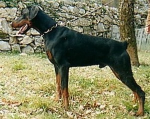 Paradiz Ronado Oktavian | Black Doberman Pinscher