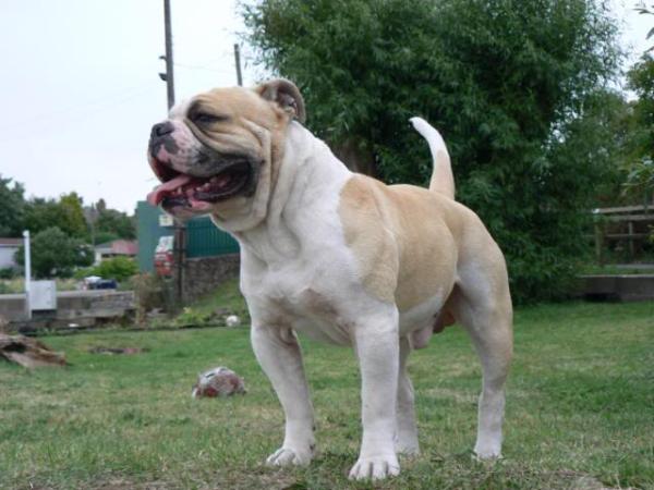 Fenland Vampire | Olde English Bulldogge 