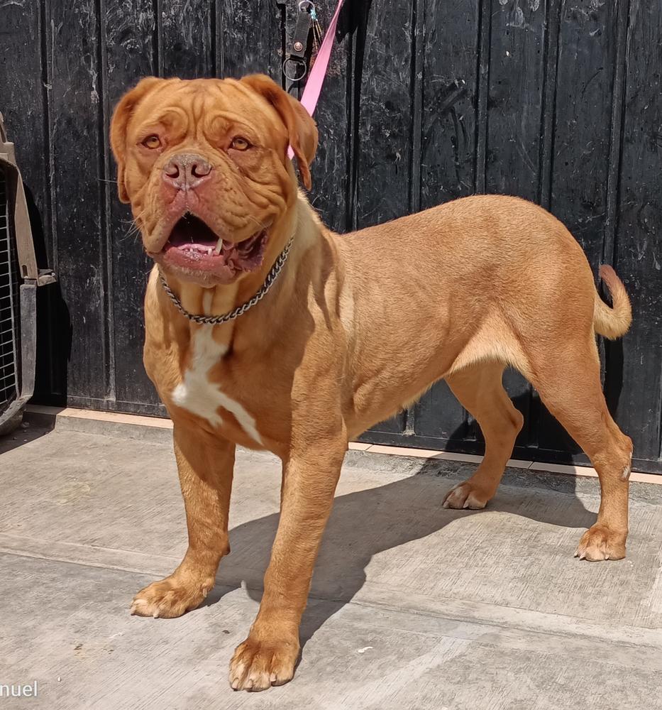 Nala Xique | Dogue de Bordeaux 