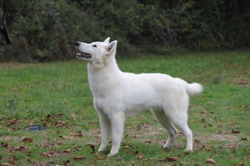 N'drix de la Tour de Babel | White Swiss Shepherd Dog 