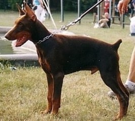 Paradiz Ronado Onyx | Brown Doberman Pinscher