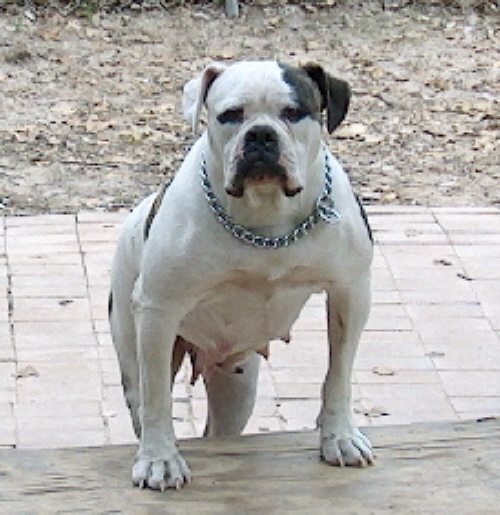 Dolly Blakeney | American Bulldog 