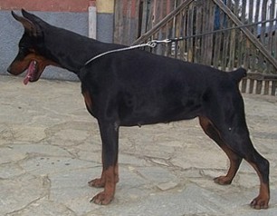 Paradiz Ronado One Pearla | Black Doberman Pinscher